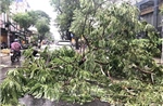 Cây xanh đổ hàng loạt tại Thành phố Hồ Chí Minh sau mưa giông