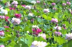 Mở lối phát triển nông nghiệp gắn với du lịch trải nghiệm