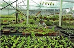 Nông nghiệp công nghệ cao tạo sức bật cho Hải Phòng
