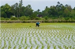Nông dân thu lợi hàng trăm triệu đồng từ mô hình lúa-tôm hữu cơ xen canh