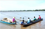 Hiệu quả mô hình nuôi cá đăng quầng trên ruộng lúa ở An Giang
