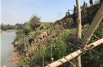 Trồng tre ven sông Lam chống sạt lở, ổn định sinh kế