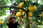 Phú Thọ ưu tiên cho vùng chuyên canh bưởi xuất khẩu