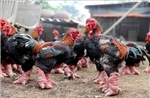 Đặc sản gà Đông Tảo hút khách dịp Tết
