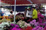 Hoa Tết vào vụ, chợ hoa xuân rộn ràng