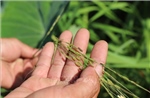 Bảo tồn lúa hoang - giữ gìn 'ngân hàng gen sống' cho tương lai