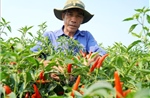 Giá ớt 'lao dốc' khiến nông dân Quảng Ngãi đối mặt thua lỗ