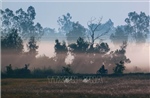 Vẻ đẹp thơ mộng miền quê Cần Thơ trong sương sớm 