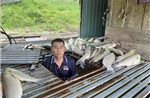 Hàng tấn cá nuôi lồng bè trên sông Lam chết trắng