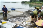 Hướng dẫn người dân khắc phục sau sự cố hơn 200 tấn cá chết trên hồ Trị An