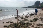 TP Hồ Chí Minh: Thu gom hàng chục tấn lục bình tràn vào bãi tắm Bãi Trước