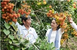 Mùa trái chín ở Đồng Nai, nông dân tăng thu nhập nhờ du lịch vườn