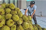 Sôi động 'chợ' sầu riêng Nghĩa Trung