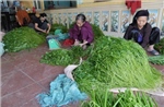 Liên kết chuỗi giá trị, nâng sức cạnh tranh cho hợp tác xã
