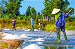 Nghề muối Châu Hạ trước thách thức thu nhập và đầu ra