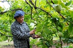 Nâng tầm thương hiệu trái na La Hiên trên thị trường nông sản