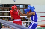 Hơn 500 vận động viên tham gia giải Vô địch Boxing trẻ toàn quốc năm 2026