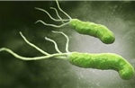 Phát hiện chủng probiotic mới giúp ức chế vi khuẩn HP gây bệnh dạ dày