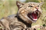 Nghiên cứu mới chỉ ra thủ phạm đe doạ nghiêm trọng động vật bản địa ở Australia