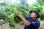 Nâng tầm thương hiệu nhãn lồng Hưng Yên 