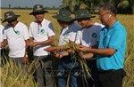 Hai trụ cột để Cần Thơ đạt 170 nghìn ha lúa phát thải thấp - Bài 2: Chìa khóa để nhân rộng