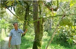 Lấy mã số vùng trồng làm nền tảng tăng giá trị trái cây xuất khẩu