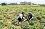 Nguồn vốn tiếp sức nông dân phát triển kinh tế
