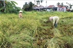 Quảng Ngãi khẩn trương khắc phục thiệt hại lúa, rau màu do mưa lớn