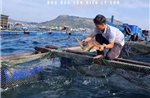 Cứu hộ thành công cá thể rùa biển quý, hiếm bị thương do mắc lưới