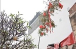 Độc đáo Lễ dựng cây nêu giữa lòng phố cổ Hà Nội