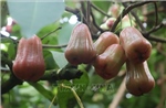 Cần Thơ cân nhắc mở rộng diện tích trồng roi