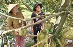 Đồng Tháp đặt mục tiêu sẽ cấp mới gần 160.000 ha mã số vùng trồng