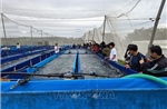 Sinh viên Việt Nam trải nghiệm nông nghiệp công nghệ cao tại Israel