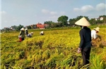 Khuyến cáo nông dân tăng kiểm tra đồng ruộng, phòng trừ sâu bệnh hại lúa