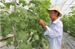 Ứng dụng công nghệ nâng cao năng suất, chất lượng nông sản