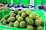 Thúc đẩy kí kết Nghị định thư, rút ngắn thời gian xuất khẩu quả bưởi và bơ sang Trung Quốc