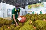 Xuất khẩu sầu riêng thông suốt trở lại sau 1 tuần gỡ vướng khâu kiểm nghiệm