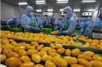 Xuất khẩu nông lâm thủy sản đạt gần 30 tỷ USD