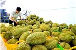 Tăng hậu kiểm, giảm thủ tục trong quản lý mã số vùng trồng