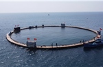  Nuôi biển công nghệ cao mở hướng phát triển kinh tế biển bền vững tại Khánh Hòa