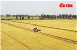 Sản xuất nông, lâm nghiệp 4 tháng đầu năm 2025 khởi sắc về sản lượng và giá trị