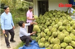 Thêm gần 1.000 mã số vùng trồng và cơ sở đóng gói sầu riêng Việt Nam được Trung Quốc phê duyệt