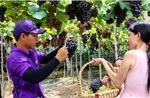 Thích thú tham quan, trải nghiệm vườn nho trĩu quả giữa lòng TP Hồ Chí Minh