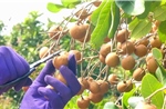 Nhà vườn Cần Thơ phấn khởi vì thanh nhãn đầu mùa giá cao kỷ lục