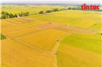 Phát triển nông nghiệp bền vững với đề án 1 triệu ha lúa chất lượng cao