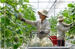 Nâng chất nông sản để chinh phục thị trường khó tính