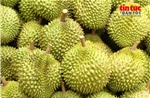 Xuất khẩu sầu riêng hướng tới mục tiêu vượt mốc 4 tỷ USD