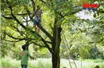 Tạo đà cho nông sản Việt - Bài 2: Nâng chất lượng sản xuất