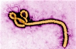 ​​​​​​​Chủ động giám sát, ngăn chặn nguy cơ dịch bệnh Ebola xâm nhập
