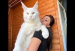 Con mèo trắng tại Nga được coi là to lớn nhất thế giới